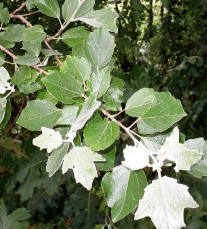 Дерево с белыми листьями. Фикус бенджамина старлайт. Белый искусственный листик. Клён белый. Дерево с белыми листьями.